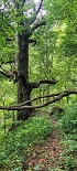Plants: image 67 Of 208 Thumb